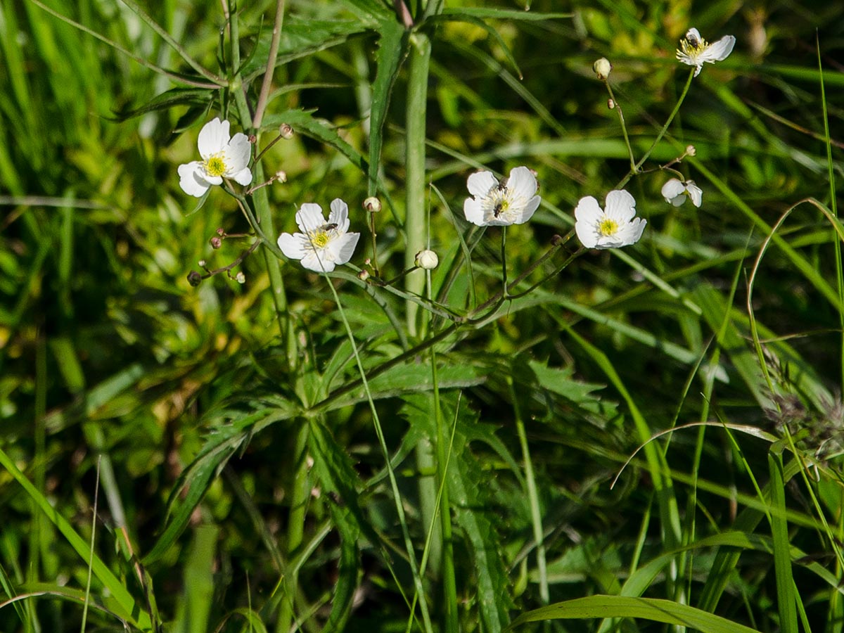 Vergr&ouml;&szlig;erung